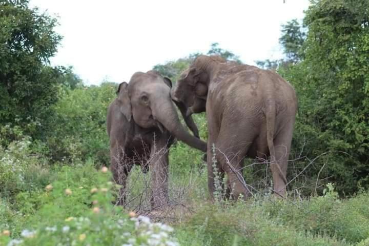 Wild Park Safari Home Stay Udawalawe Exterior foto