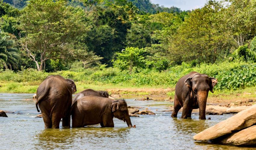Wild Park Safari Home Stay Udawalawe Exterior foto