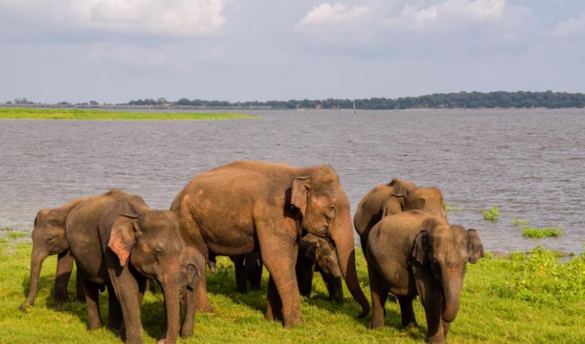 Wild Park Safari Home Stay Udawalawe Exterior foto