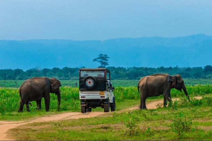 Wild Park Safari Home Stay Udawalawe Exterior foto